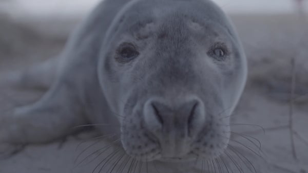 The beauty and fragility of Dublin Bay portrayed on TG4 tonight