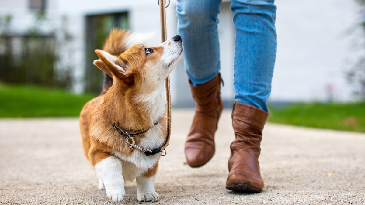 Tips for training a shelter dog