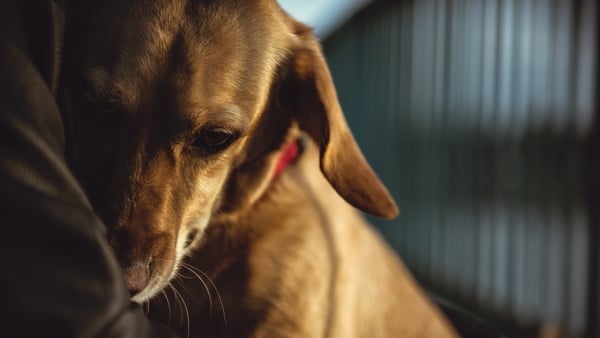 Pet safety tips from the ISPCA.