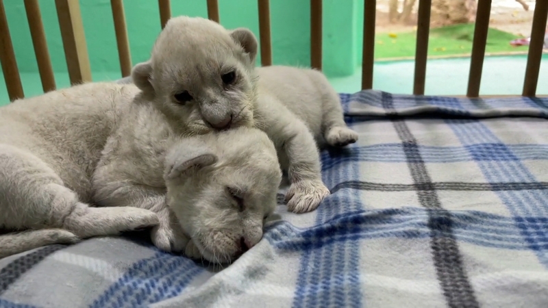 White lion cubs, Simba and Lira, pictured at five days old. Credit: Reuters