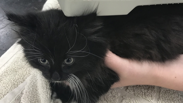 Ringo is now in the care of the RSPCA after being discovered.