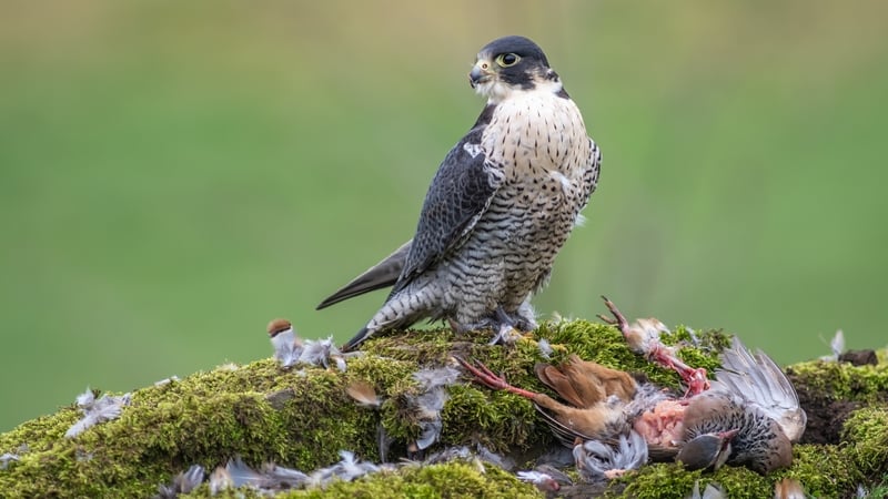 The wild falcon was brought to Limerick Regional Veterinary Laboratory (Stock image)