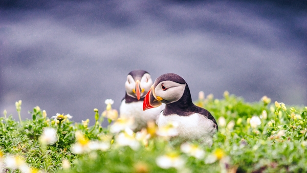 Ecolution: For the birds