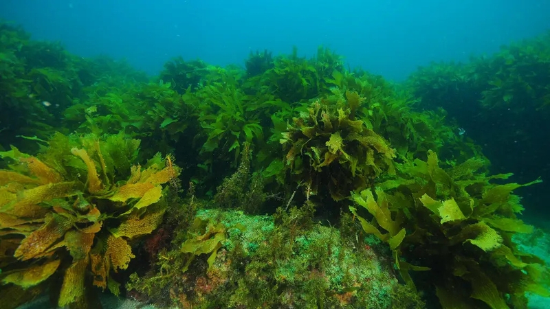 We need to get on board with eating the vegetables of the ocean, Lauren Taylor reports.