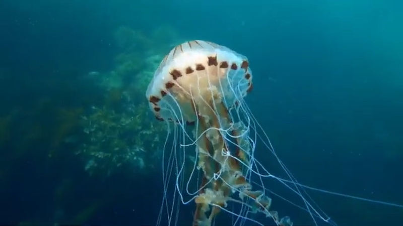 The 2021 Galway Science and Technology Festival runs from the 7th to 21st November.