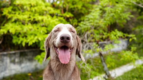 Over four million posts were shared as part of the 'We'll plant one tree for every pet picture' trend