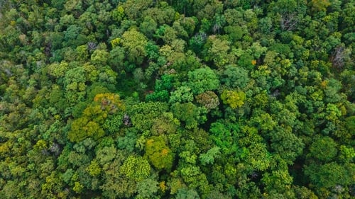 Last year, Coillte planted just 200 hectares, the year before a tiny 50 hectares, and it hopes to reach 300 hectares in 2023 (Stock image)