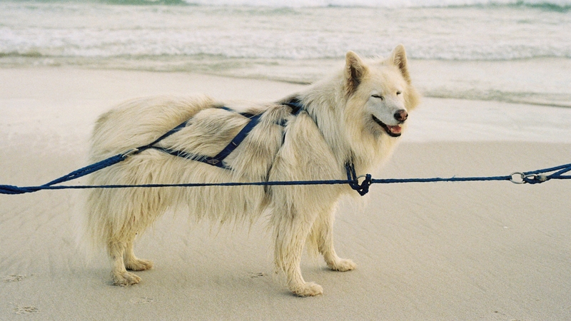 Scarlet the husky takes a break during the run on Muizenberg beach, Cape Town