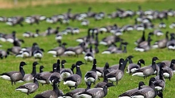 Brent Geese