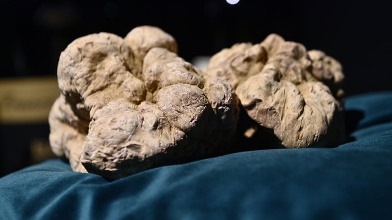 The mushroom was bought by an Italian chef who is based in Hong Kong