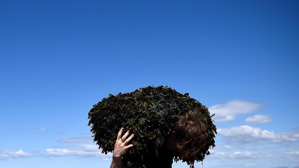 'While one of the front-runners in our search for the next alternative protein source, the magic of seaweed lies in its vitamin and mineral profiles'. Photo: Getty Images