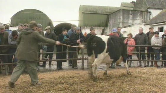 Birr Castle Cattle