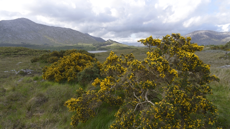 Gardaí confirmed that their investigation is ongoing (File)