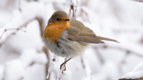 The Turning of the Year: Irish Christmas traditions celebrated