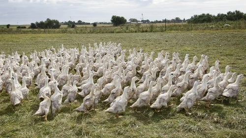 Bird flu is an annual risk brought by migratory wild birds (file pic)