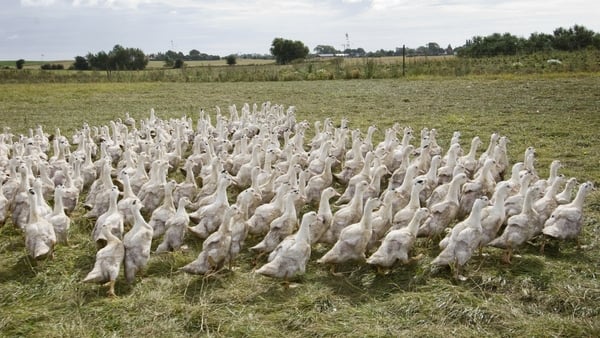 Bird flu is an annual risk brought by migratory wild birds (file pic)