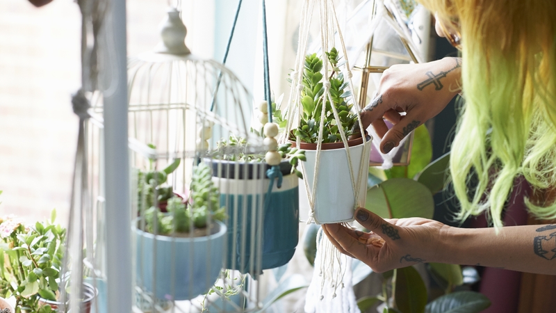 As the mercury rises, which plants should we be prioritising and are there some we shouldn't worry about watering?