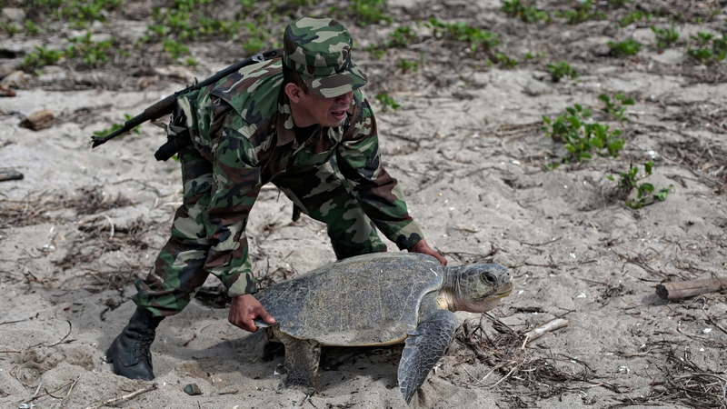 A member of Nicaragua's army carries a turtle after it laid her eggs at the beach