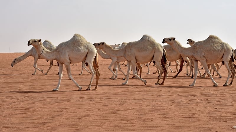 The enhancements are made in a bid to make the camels' lips droopier and their humps more shapely (File pic)