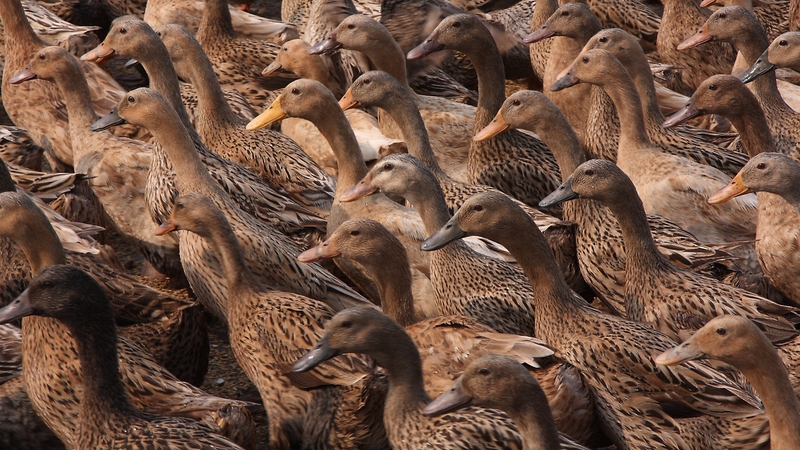 NI's chief veterinary officer Dr Robert Huey called on flock keepers to 'urgently review' their biosecurity measures (Stock image)
