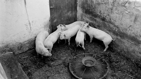 "Pig keeping provided valuable extra income for many of Dublin's impoverished citizens." Photo: Phil Dowling/RTÉ Stills Department