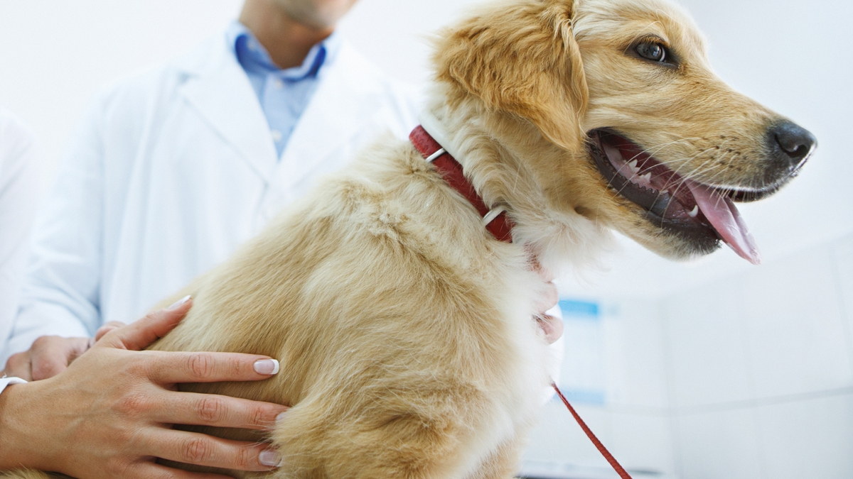 Blood donations needed from dogs