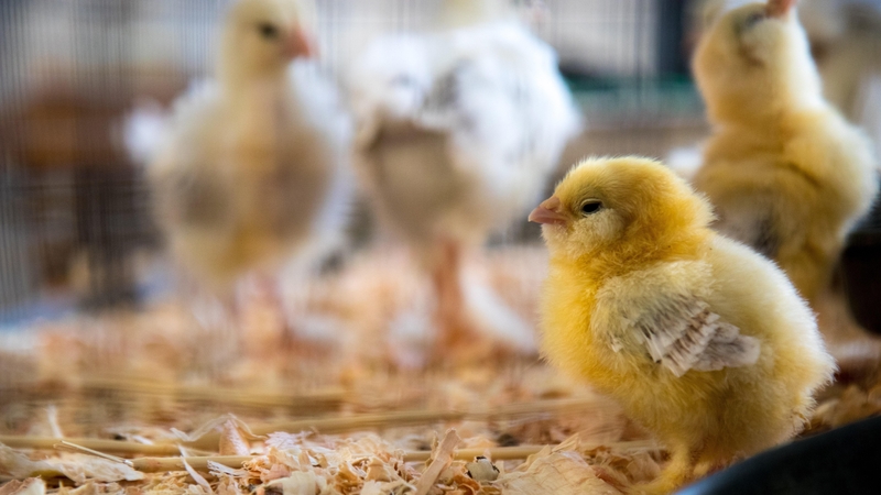 You're going to do what with my feathers? Photo: Jason Leung/ Unsplash