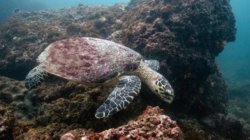 A turtle swimming past coral in the sea off Thailand's Andaman coast