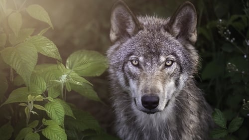 'The costs due to wolf predation were more then covered by the lack of costs associated with controlling the tuberculosis in cattle'