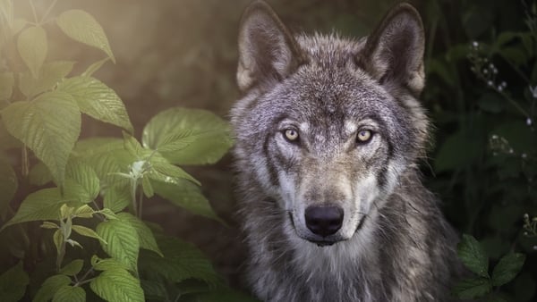 'The costs due to wolf predation were more then covered by the lack of costs associated with controlling the tuberculosis in cattle'