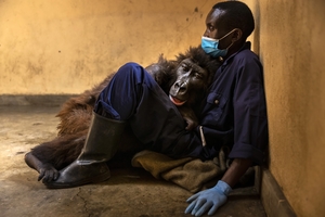 Orphaned mountain gorilla, Ndakasi, lies in the arms of her caregiver, Andre Bauma, on 21 September, shortly before her death
