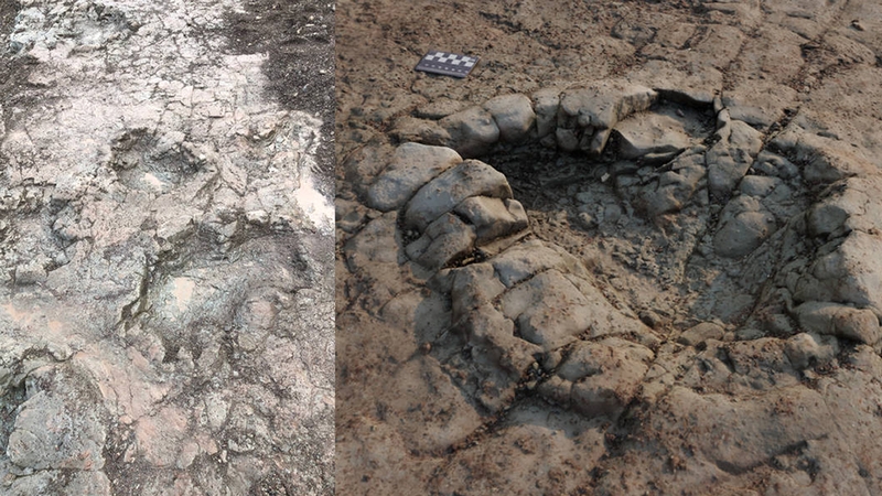 The spacing of the marks is consistent with animal tracks (Image: Peter Falkingham/Natural History Museum)