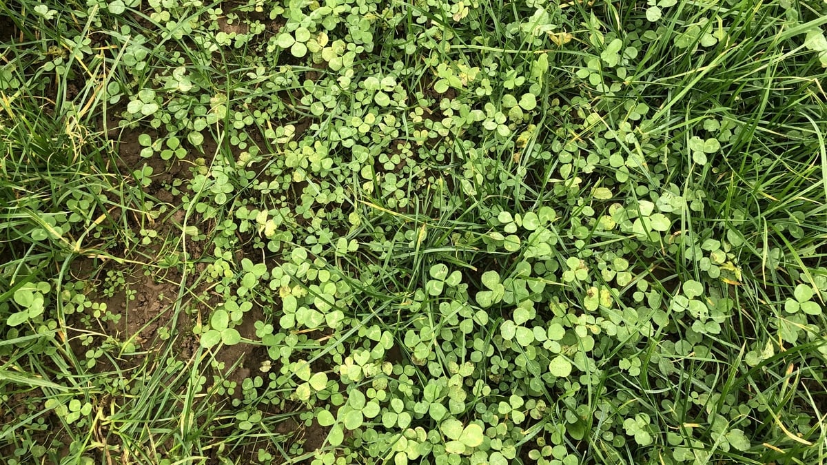 Terry Flanagan is in clover . . . literally!