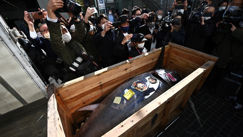 The first tuna auction of the year at Toyosu market is a closely watched tradition that draws a horde of fish wholesalers every year
