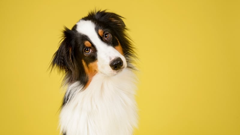 The findings are thought to be the first demonstration that a non-human brain can differentiate two languages