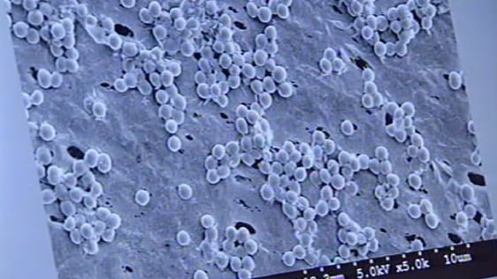 MRSA Bug (2007)
