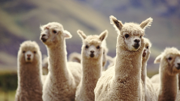 Pine needles have plenty of vitamins, are a good source of roughage for alpacas (Stock image)