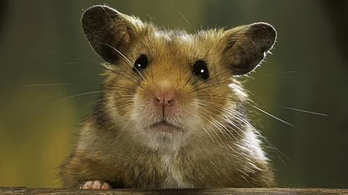 Reaction from hamster lovers in Hong Kong was swift - and angry