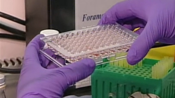 Bird Flu Detected in Suffolk (2007)