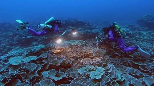 The reef off Tahiti lies 30 to 120 metres below the surface, where there is still enough light for coral to grow and reproduce