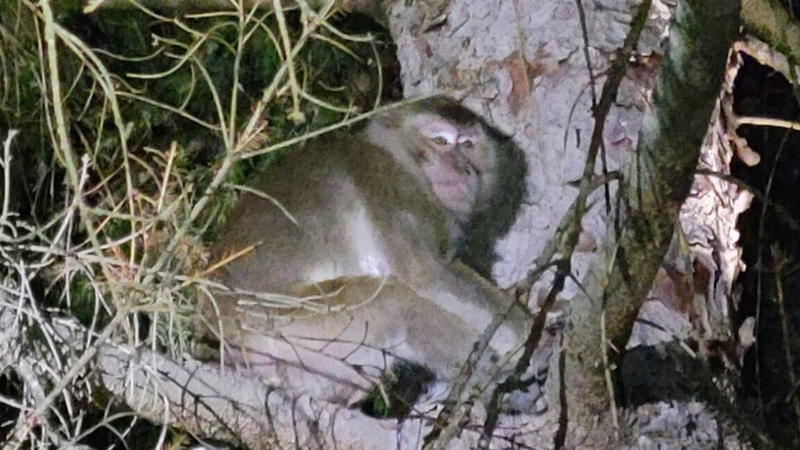 A widespread search took place after small number of monkeys fled the crash scene