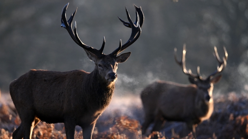 People are advised to stay a minimum of 30 metres away from deer (Stock image)