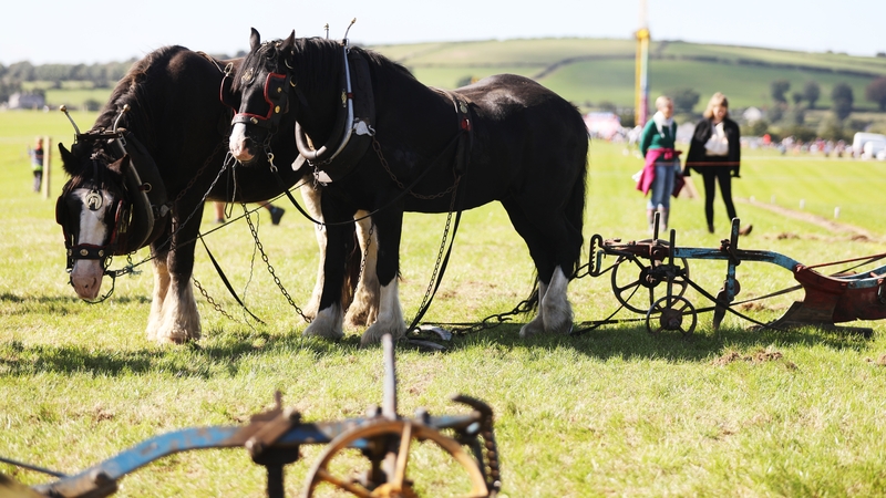The National Ploughing Championships start tomorrow (RollingNews.ie)