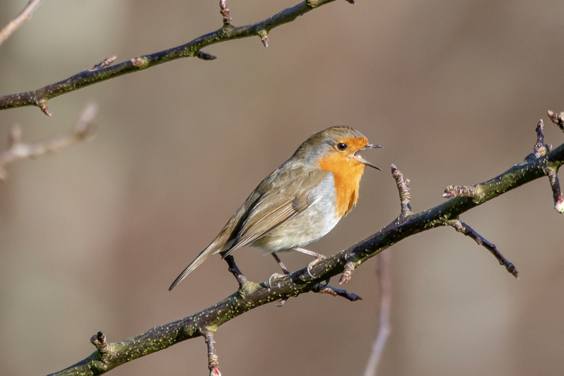 Robin singing (Photo - Getty)