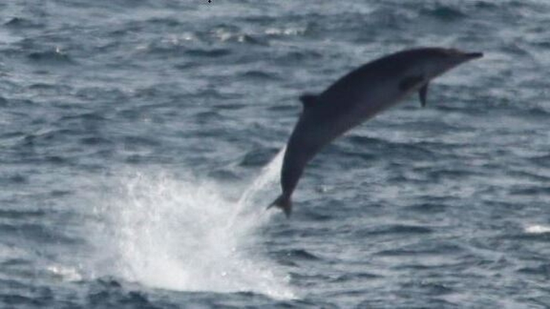 Beaked whales live and dive in the deep ocean and their numbers are thought to be small (Pic: Irish Whale and Dolphin Group)