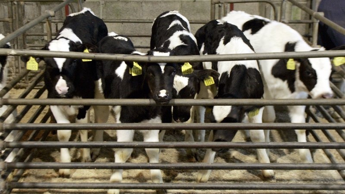 A report from Tullow mart