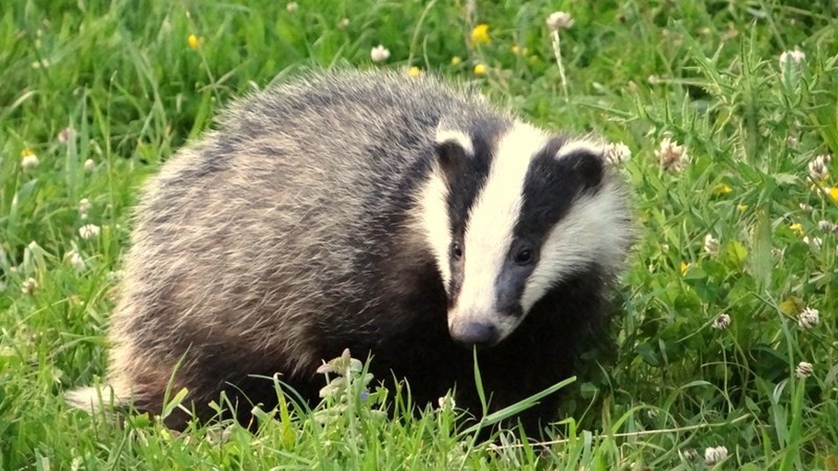 Badger culling debate: Barbaric practice or necessary measure?  