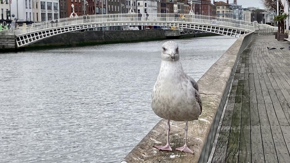 Should Dublin have a Tourist Tax?	