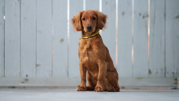 Maggie, a five-month-old Spaniel puppy, was surrendered after her owners were duped into buying what was falsely advertised online as a 'hypoallergenic' dog