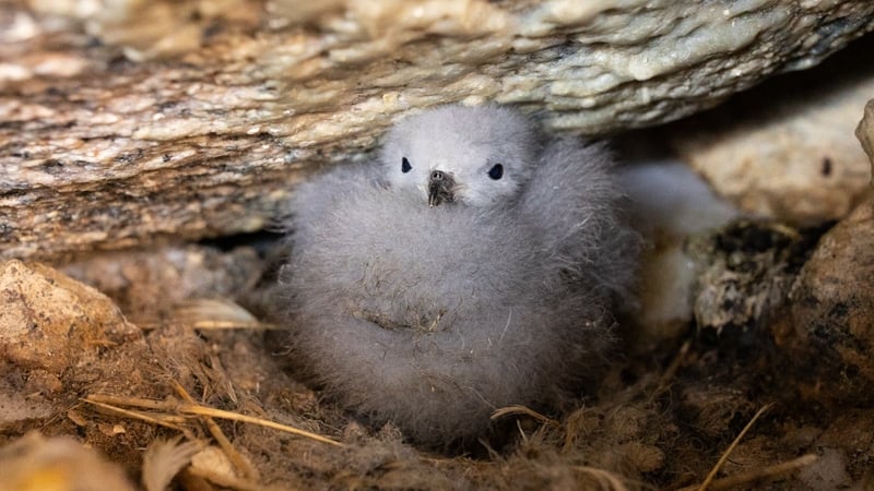 A snow petrel chick nesting in Antarctica. Photo: Stephanie Prince